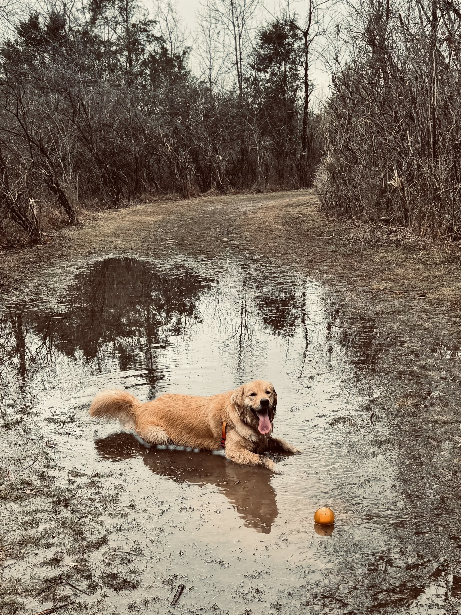 Puddle Play — golden retriever in puddle