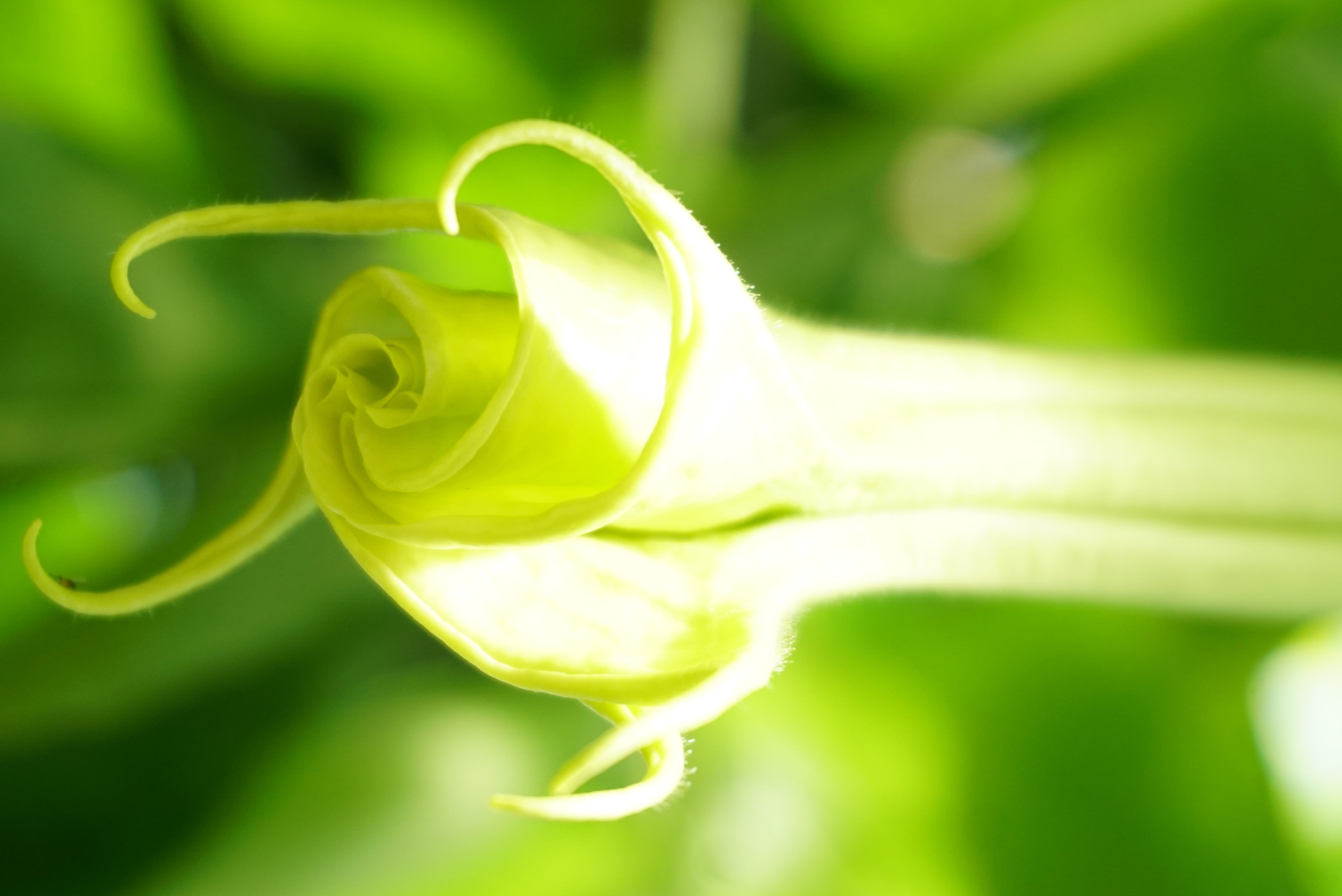 Verdant Spiral — flower macro
