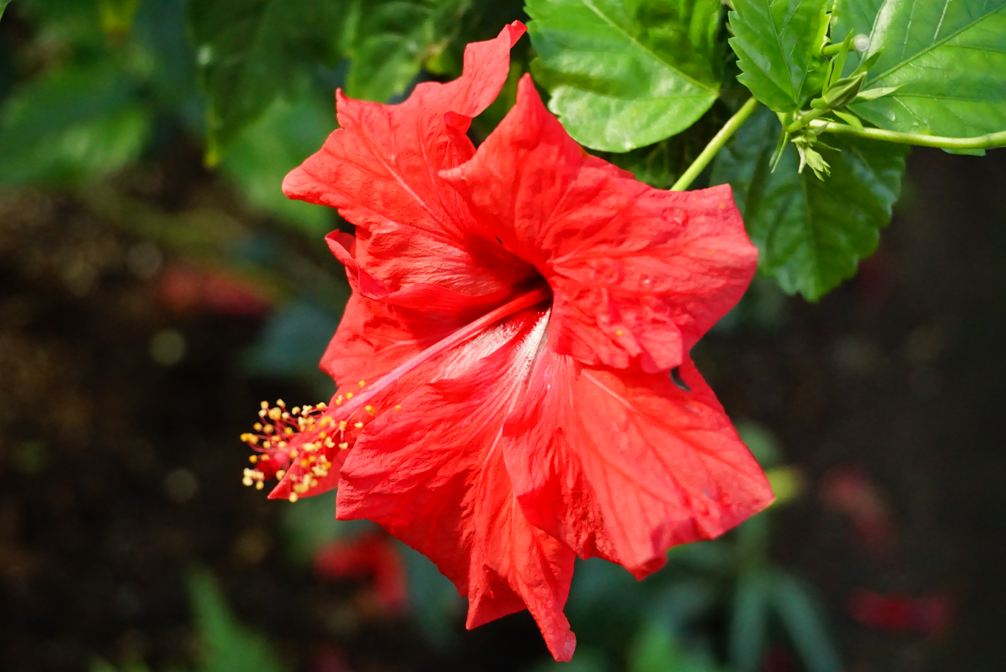 Wild Bloom — red hibiscus
